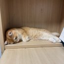 로이데이즈