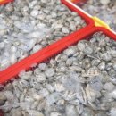 복많네해물칼국수 파주출판단지본점 이미지