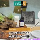 동양스프링 | 오프그레이 에센셜오일 추천 스프링 향 후기 음양오행 아로마테라피