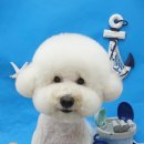 봉구애견미용샵 이미지