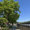 (주)금강 | [충청|옥천] 5월의 봄 주말 옥천 여행 당일치기(부소담악-구읍-친수테마공원 유채꽃)후기