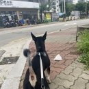 해피하개 애견샵 이미지