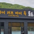 아이러브 애견 이미지