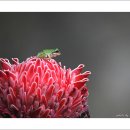 청개구리 이미지