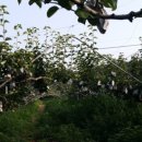 정자리농장 이미지