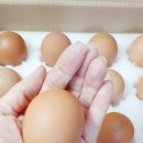 양촌농원 1농장 이미지