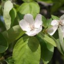 조경기능사(실기) 이미지