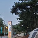 만리포수련원 | 만리포 솔밭수련원 캠핑장 후기 (비바코 로마텐트 루핀강철화로대 후기)