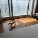 리핏 | 🐶강아지 미끄럼방지매트 추천 - 셀프제단 가능한 이리로 양면 롤매트 리핏매트 후기