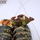동래얼쑤김밥 이미지