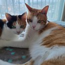 오늘도 예쁜 그루밍 이미지