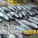 돌고래유통