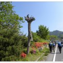 더 조은향기