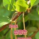신념 Daum카페