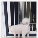 더 편하개 이미지