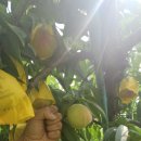 지희농장 이미지