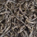 낭만멸치 이미지