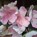 고령군청 | [경북 축제 포토존] 3/27 개막! 고령 대가야 수목원 야외 자이언트플라워 납품 후기