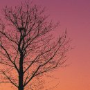 나무의 꿈 이미지