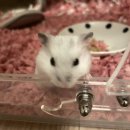 쫄랭쫄랭 이미지