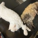 동광로1길 99 (1) 이미지