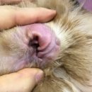 힐스타동물병원 이미지