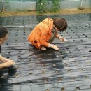 박정자농장 | 마카와 삼채 그리고 메론이 있는 평창우렁각시농장의 sbs 좋은 아침 마이그린라이프 촬영후기