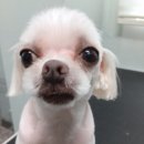 샵댕댕댕 이미지