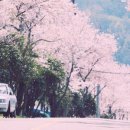 남해벚꽃길지나서 이미지