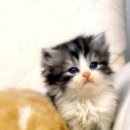 강아지와 고양이 이미지