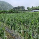 미선농장 이미지