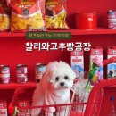 185 | 충남 청양 애견동반 카페 | 청양의 명물 고추빵 찰리와고추빵공장 내돈내산 솔직후기