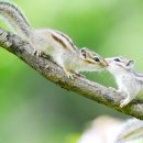 아기다람쥐 이미지