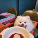 마이 비러브드 퍼피 이미지