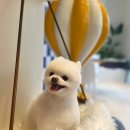 피터펫 논현점 이미지