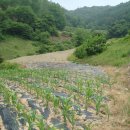 옥수수부동산중개사무소 이미지