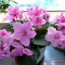 바이올렛 이미지