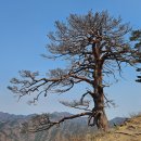 울진소나무 이미지