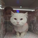 댕냥이살롱 이미지