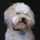 부촌숯불구이 이미지