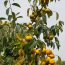 부유농장 이미지