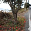 산양일주로 이미지