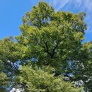 느티나무 이미지