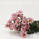 스노우폭스플라워건대