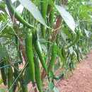 복사골농장 이미지