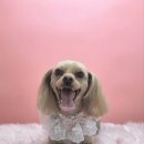 멍멍이 미용실 이미지