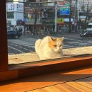 오오비 | 숙대입구 남영동 칵테일바 카페 [ 오오비 ] 낮 방문 후기