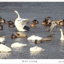 백조 이미지