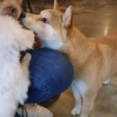 메르시몽프레 포메분양&애견카페 이미지