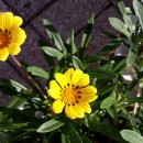 가자니아 이미지